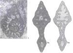 Demirina meridionalis Özcan, 1994