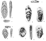 Lingulina aubertae Hamaoui, 1979