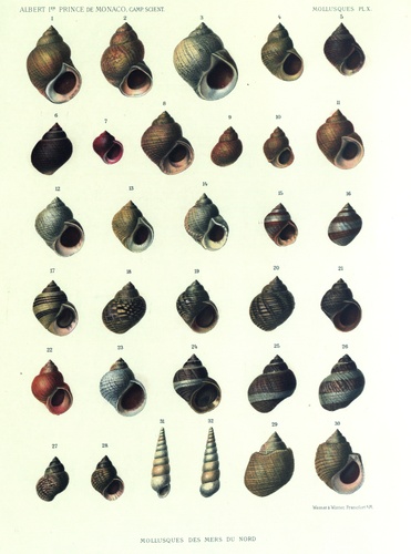 Dautzenberg & Fischer (1912, pl. 10) Dautzenberg & Fischer (1912, pl. 10)