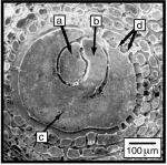 Amphisorus sauronesensis Lee, Burnham & Cevasco, 2004