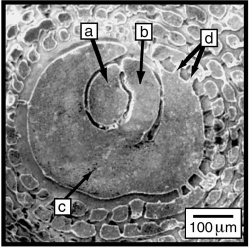 Amphisorus sauronesensis Lee, Burnham & Cevasco, 2004 Amphisorus sauronesensis Lee, Burnham & Cevasco, 2004