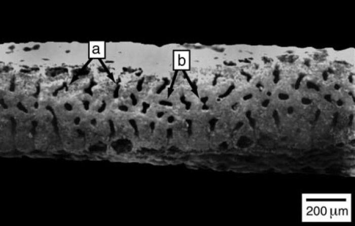 Amphisorus sauronesensis Lee, Burnham & Cevasco, 2004 Amphisorus sauronesensis Lee, Burnham & Cevasco, 2004