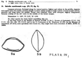 Bairdia caraibeensis Bold, 1946 from the original description, author: Pereira, Sio Gabriel Gomes