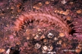 Synallactes mcdanieli