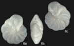 Coscinospira georgforsteri Parker & Gischler, 2024