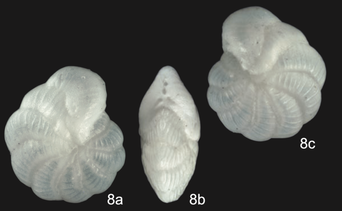 Coscinospira georgforsteri Parker & Gischler, 2024 Coscinospira georgforsteri Parker & Gischler, 2024