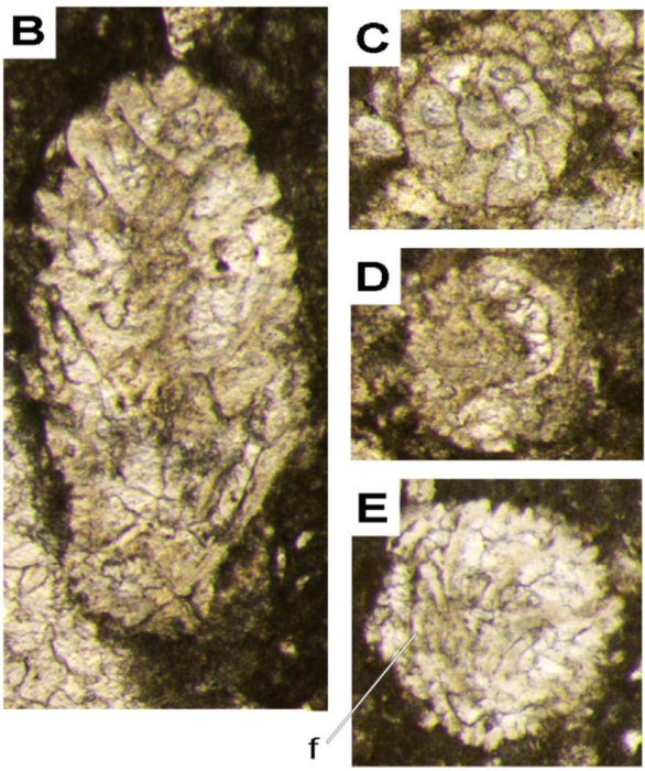 Extentaspira pichezziae Consorti, Fabbi & Cipriani in Consorti et al., 2024 Extentaspira pichezziae Consorti, Fabbi & Cipriani in Consorti et al., 2024