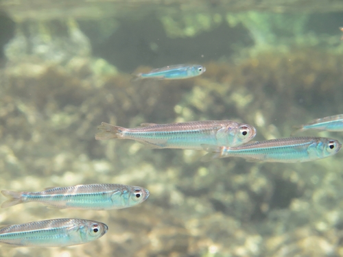 Atherinomorus forskalii Atherinomorus forskalii