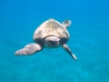 Caretta caretta