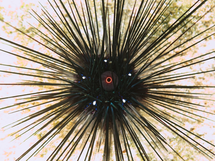 Diadema setosum Diadema setosum