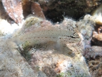 Gobius bucchichi