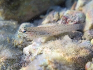 Gobius bucchichi