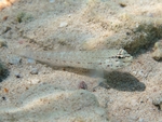 Gobius bucchichi