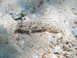 Gobius roulei