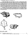 Crustacea (crustaceans)