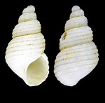 Menestho albula (O. Fabricius, 1780) - Iceland NW- 2.9 mm