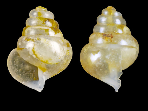Limacina retroversa (J. Fleming, 1823) - Iceland N, 1.4 mm Limacina retroversa (J. Fleming, 1823) - Iceland N, 1.4 mm