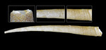 Scaphopoda