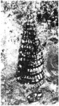 Cuneolina ketini Inan, 1988