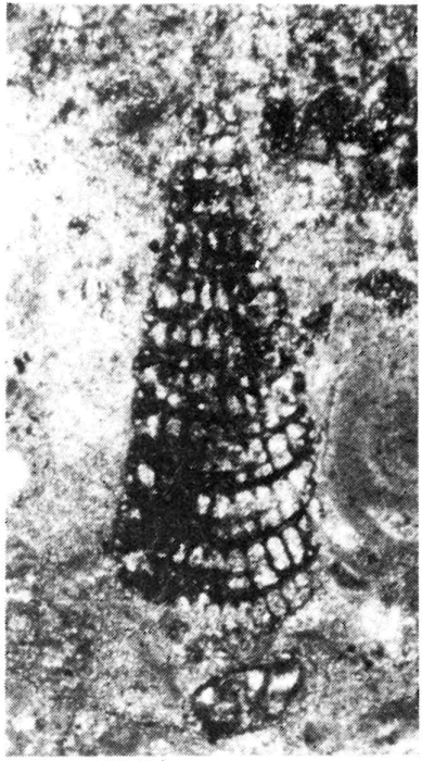 Cuneolina ketini Inan, 1988 Cuneolina ketini Inan, 1988