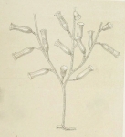 Tulpa tulipifera from Allman (1888)