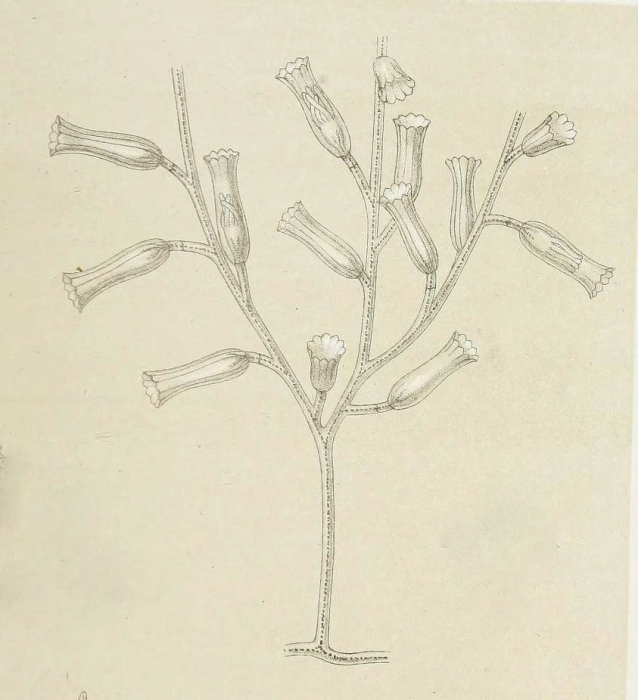Tulpa tulipifera from Allman (1888)