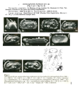Actinocythereis harbansi Keyser, 1982 from the original description, author: Pereira, Sio Gabriel Gomes