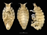 Amphipoda