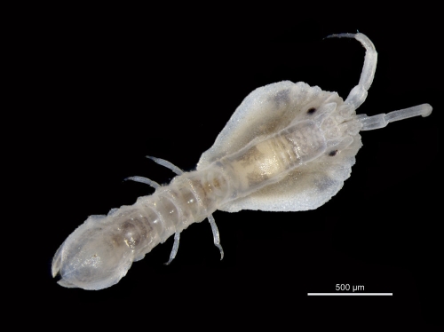 Arcturina rhomboidalis Arcturina rhomboidalis