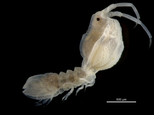Arcturina rhomboidalis Arcturina rhomboidalis