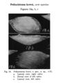 Pellucistoma howei Coryell & Fields, 1937 from the original description, author: Santos, Sthanne Guimars