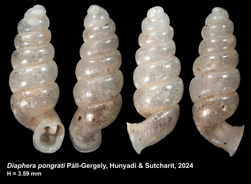 Holotype of Diaphera pongrati Páll-Gergely, Hunyadi & Sutcharit, 2024 Holotype of Diaphera pongrati Páll-Gergely, Hunyadi & Sutcharit, 2024