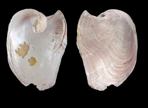 Melanochlamys diomedea (Bergh, 1894) - Iceland W, 6.8 x4.9 mm Melanochlamys diomedea (Bergh, 1894) - Iceland W, 6.8 x4.9 mm