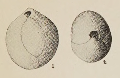 Quinqueloculina globosa Hanna & Hanna, 1924 Quinqueloculina globosa Hanna & Hanna, 1924