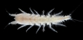 Tanaidacea