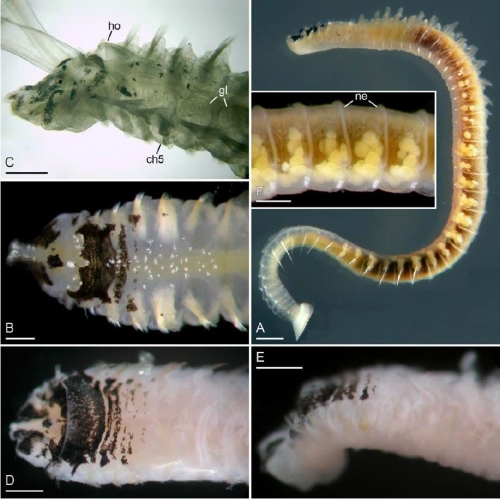 Pseudopolydora rosebelae Pseudopolydora rosebelae