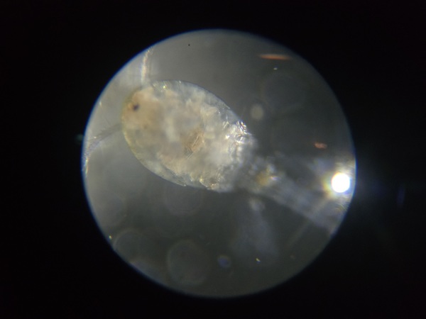 Acontiophorus scutatus Acontiophorus scutatus