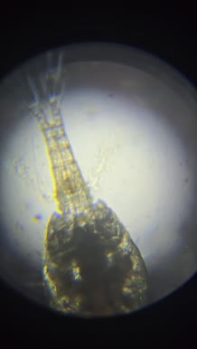 Copepoda