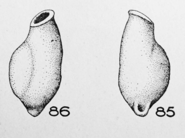 Articulina ampulla Le Calvez, 1947 Articulina ampulla Le Calvez, 1947