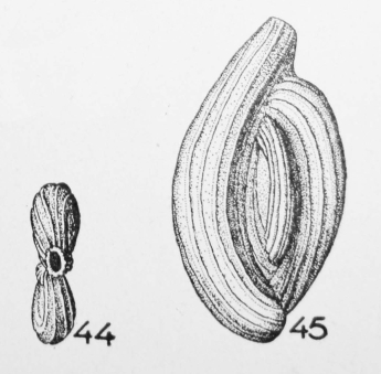 Massilina bella Le Calvez, 1947 Massilina bella Le Calvez, 1947
