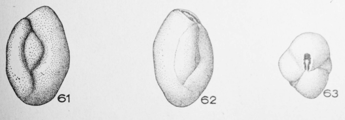 Miliola carinata Le Calvez, 1947 Miliola carinata Le Calvez, 1947