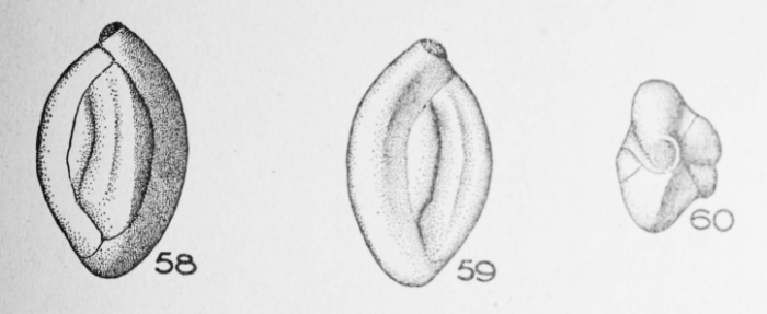 Miliola robusta Le Calvez, 1947 Miliola robusta Le Calvez, 1947