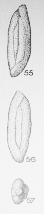 Miliola rostrata (Terquem, 1882) Miliola rostrata (Terquem, 1882)