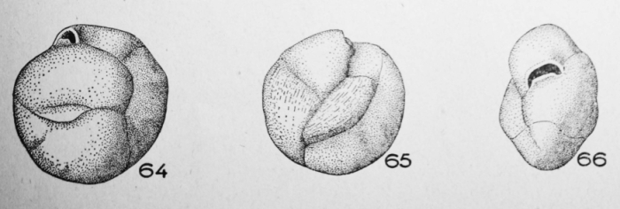 Quinqueloculina abnormis Terquem Em. Le Calvez, 1947 Quinqueloculina abnormis Terquem Em. Le Calvez, 1947