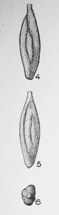 Quinqueloculina birostris (Lamarck, 1804) Quinqueloculina birostris (Lamarck, 1804)