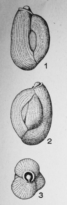 Quinqueloculina grignonensis Le Calvez, 1947 Quinqueloculina grignonensis Le Calvez, 1947