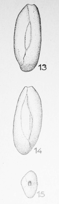 Quinqueloculina simplex Terquem Em. Le Calvez, 1947 Quinqueloculina simplex Terquem Em. Le Calvez, 1947