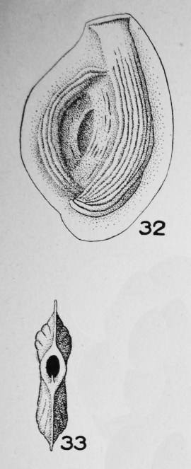 Spiroloculina carinata Le Calvez, 1947 Spiroloculina carinata Le Calvez, 1947