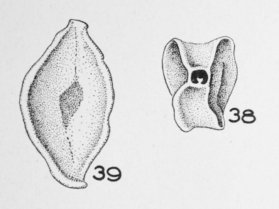Spiroloculina contorta Le Calvez, 1947 Spiroloculina contorta Le Calvez, 1947