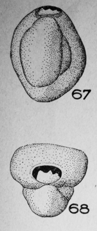 Triloculina crenulata Le Calvez, 1947 Triloculina crenulata Le Calvez, 1947